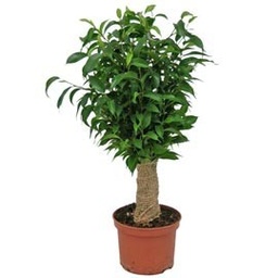 [CP022] Ficus benjamina natasja