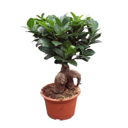 [CP032] Ficus "ginseng"