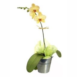 [CP037] Phalaenopsis jaune-orangé