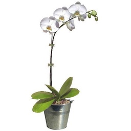 [CP041] Phalaenopsis blanche