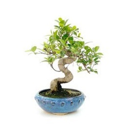 [CP005] Ficus retusa