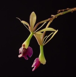 [CP043] Epidendrum antonense